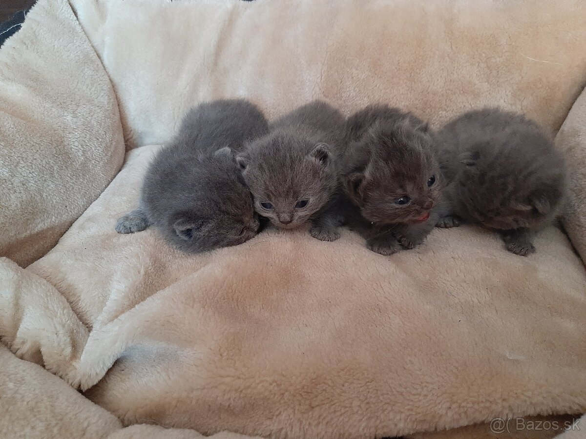 Britské mačiatka - 2