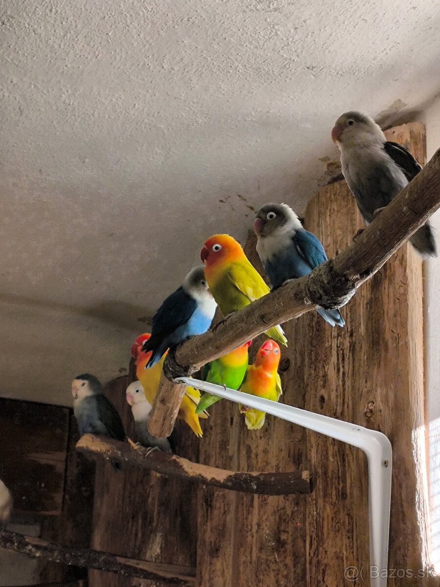 Agapornis Fisher - 2