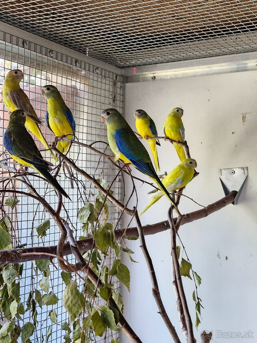 Predam neofema tyrkysova žltobruchá - 2