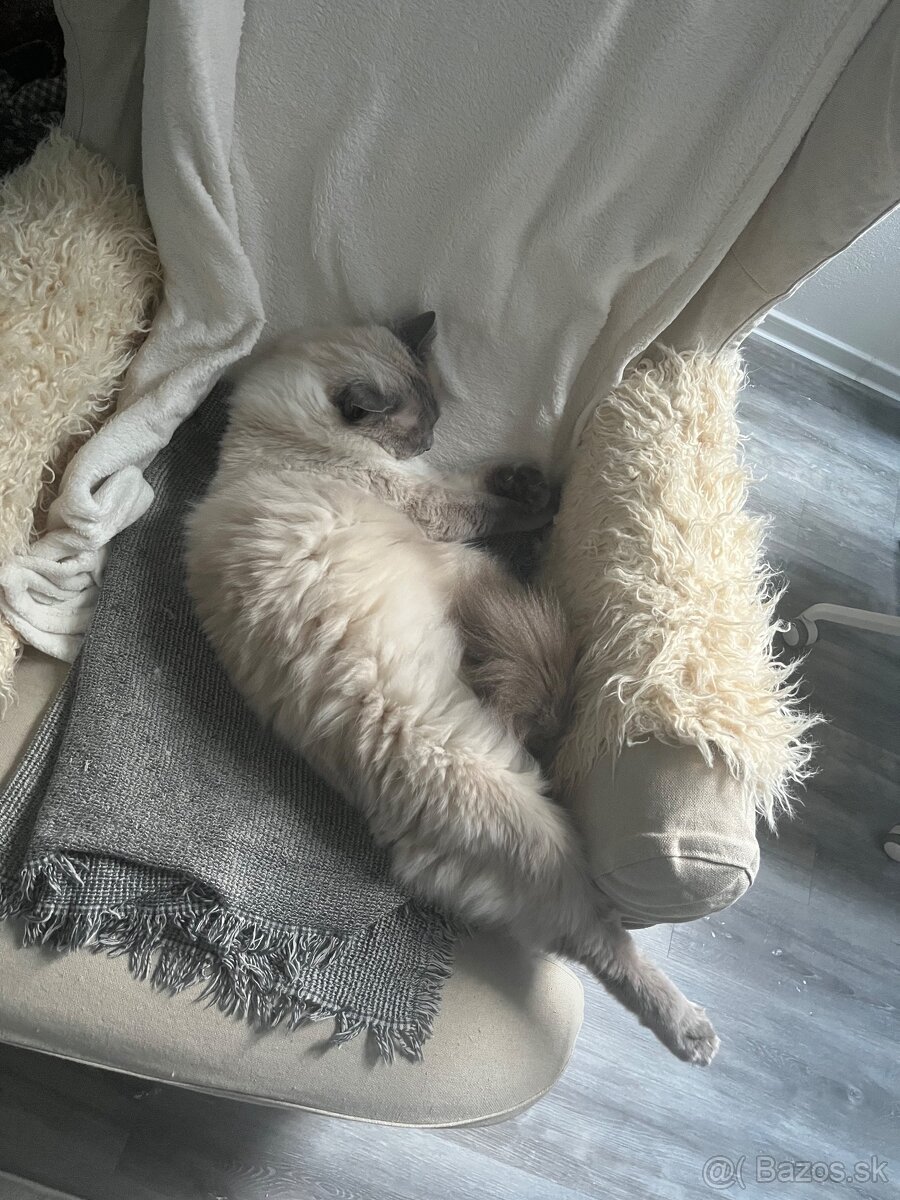 Hľadá sa stratený kocúr ragdoll - 2