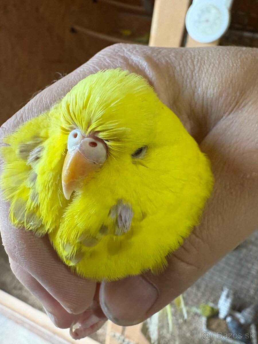 Výstavné andulky - 2