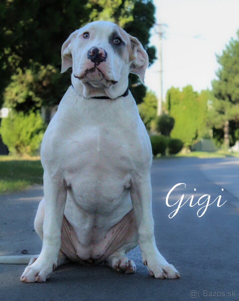 American bully XL adopcia - 2