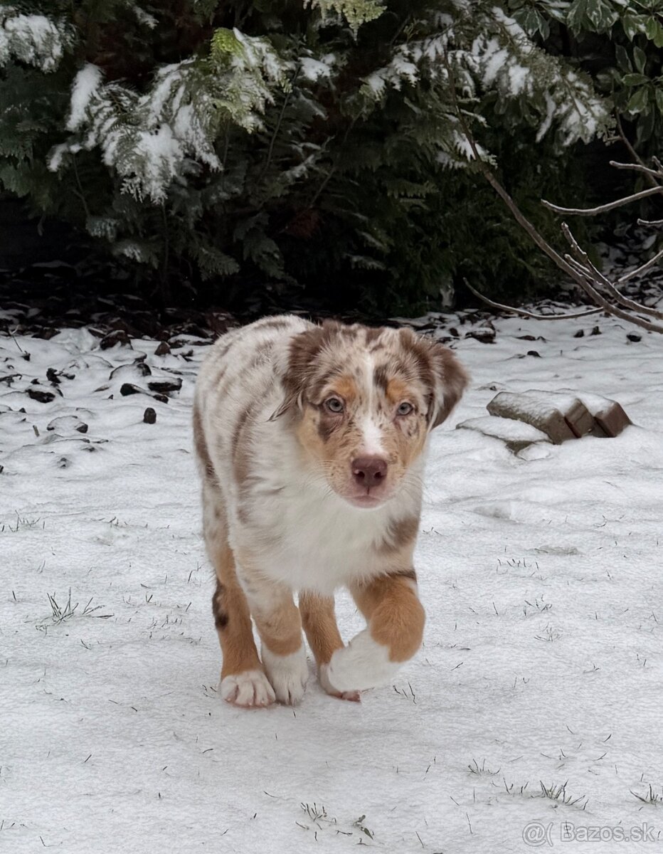 Australsky ovciak s PP - 2