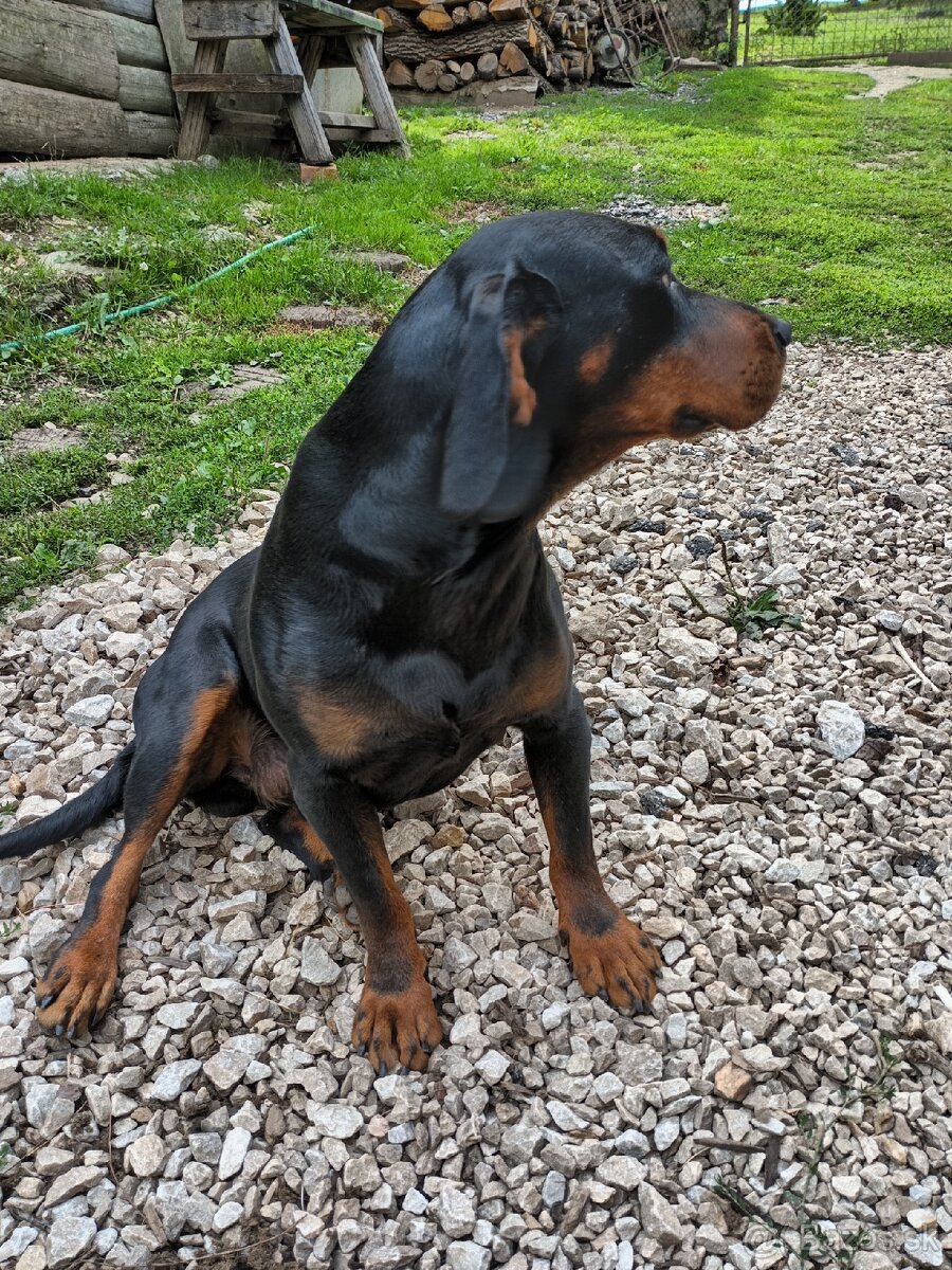 Slovenský kopov - 2