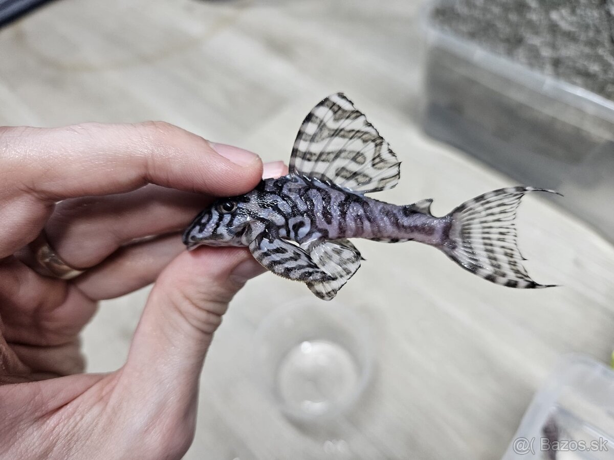 L 236 Super White - chovné páry - 2