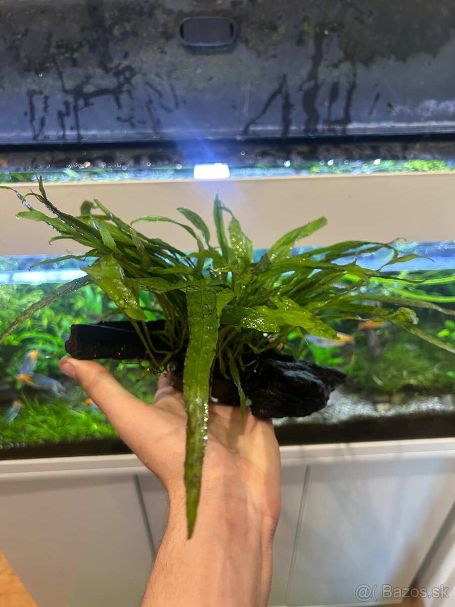 Microsorium pteropus Narrow na dreve - 2