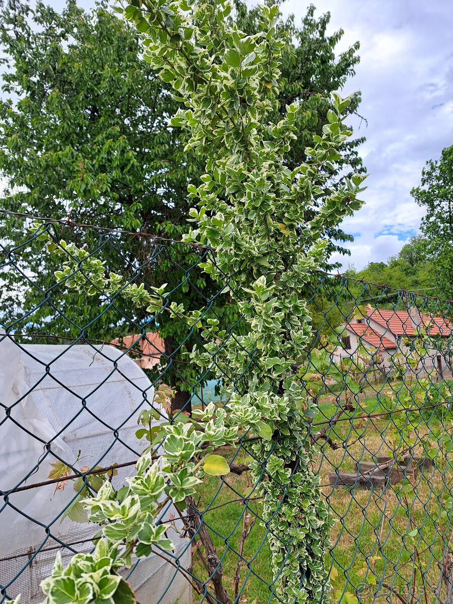 Bršlen - 2