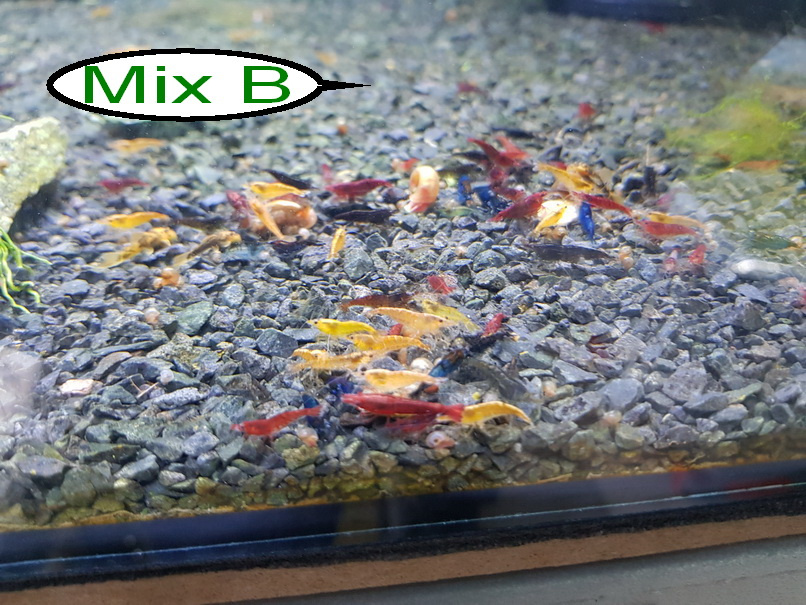 Krevetky, vlastný odchov, rozvoz alebo Zásielkovňa. - 2