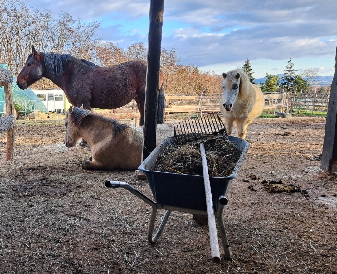 Starostlivosť o kone / stajník - 2