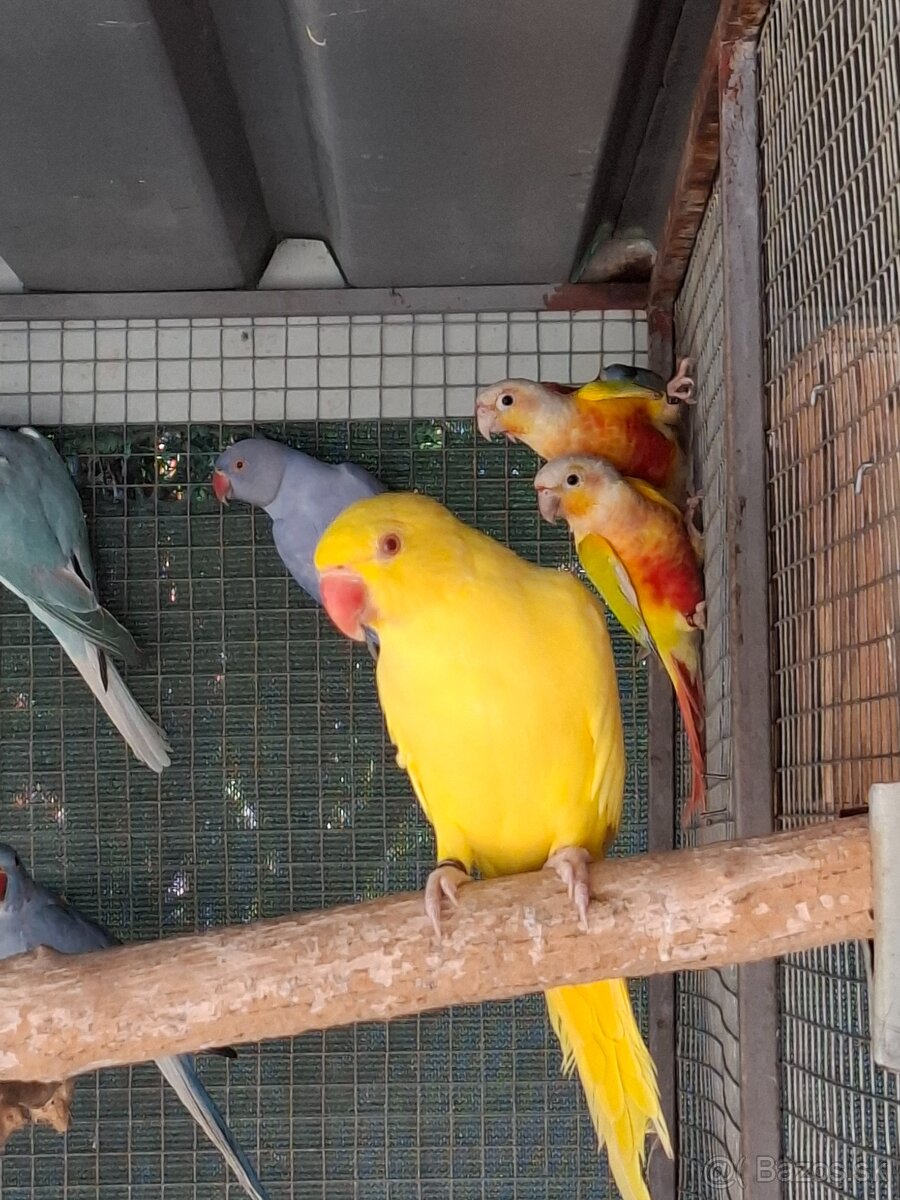 Alexander malý polokrotký - 2