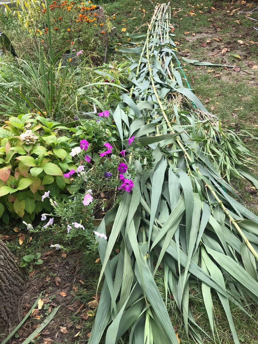 Predám BAMBUSOVÉ STONKY,TYČE - 2