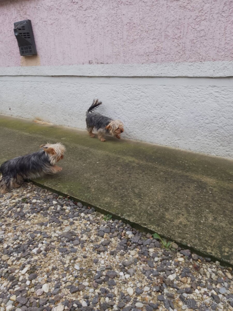 Yorkshirsky terier - 2