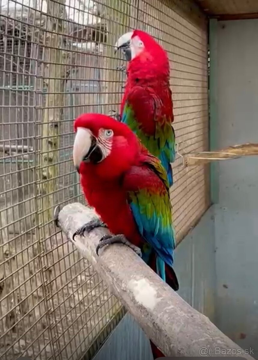 Ara zelenokrídla - 2