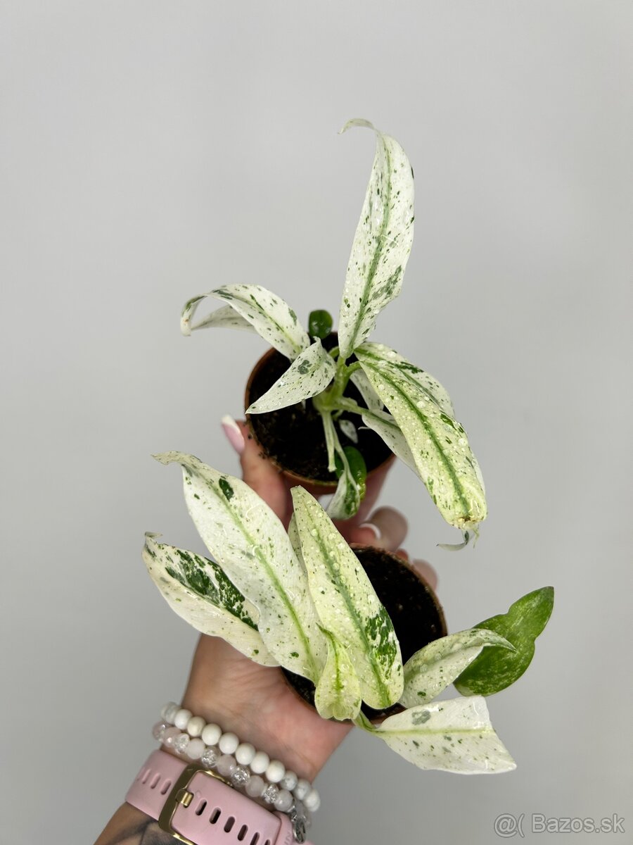Rhaphidophora puberula variegata (baby) - 2