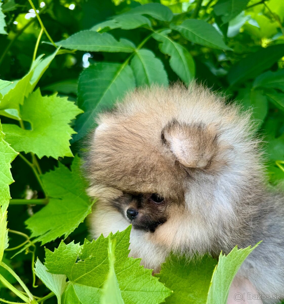 Pomeranian - 2