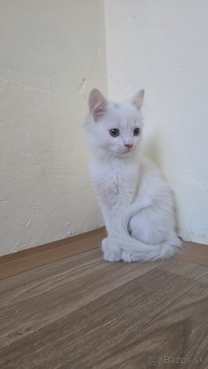 Turecká angora mačiatko - 2