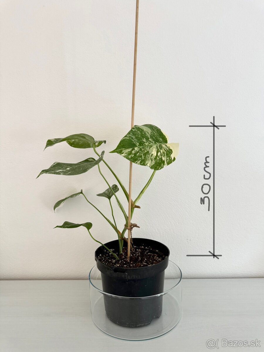 ✨ Monstera Albo ✨ - 2