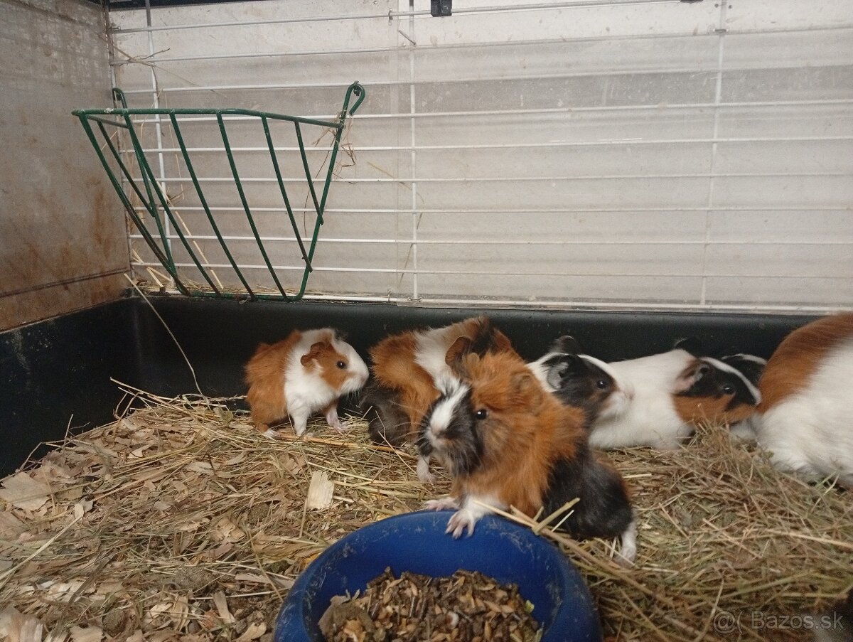 Morské prasiatka - 2