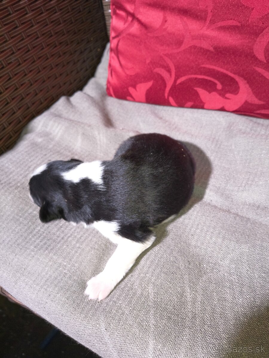 Borderská kolia - 2