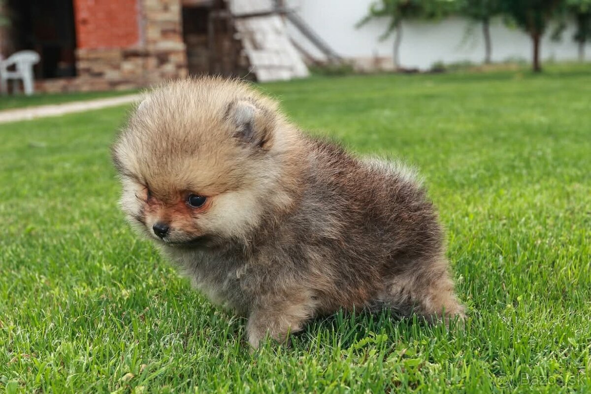 Pomeranian - 2