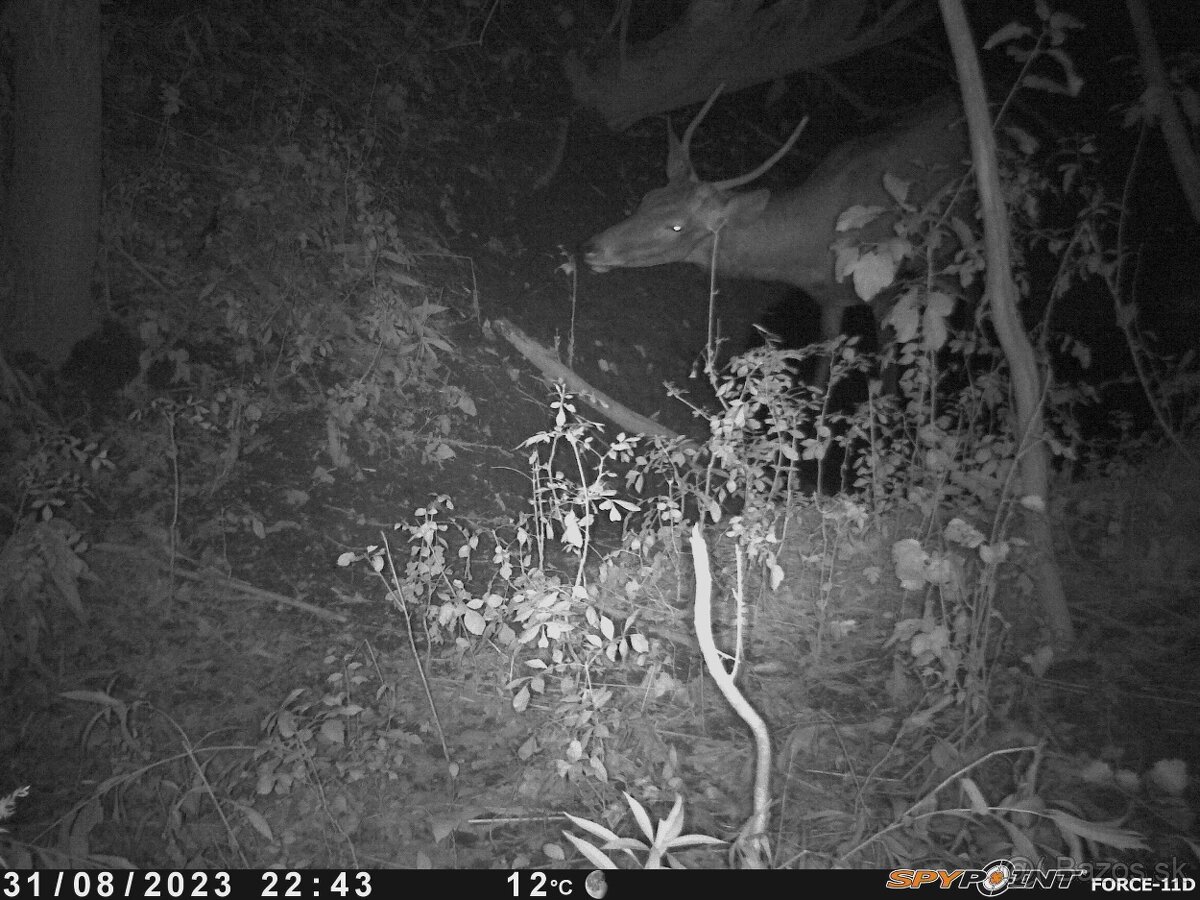 Fotopasca Spypoint force 11D - 2