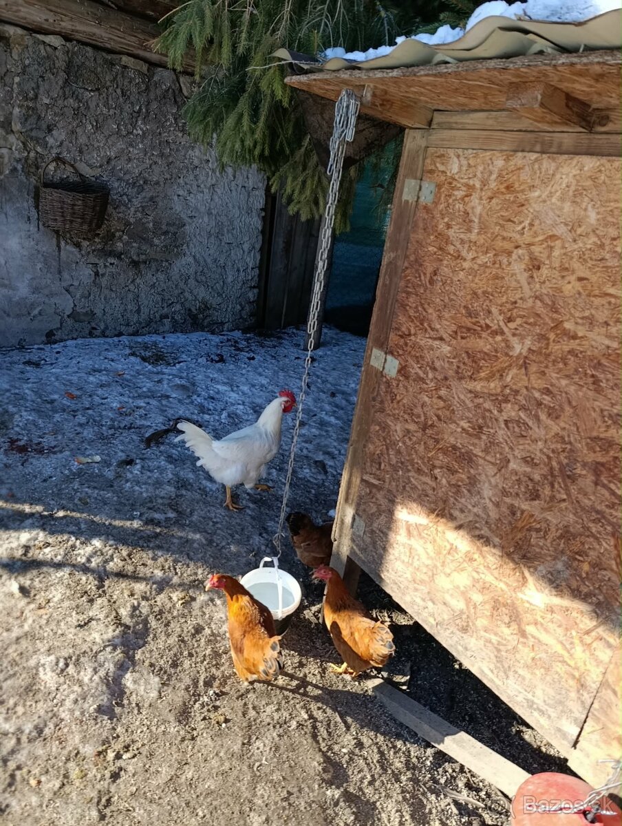 Predám kohútov - 2
