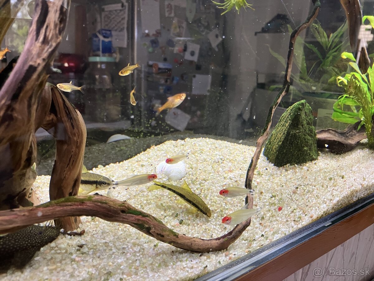 rybky rôzne druhy - 2
