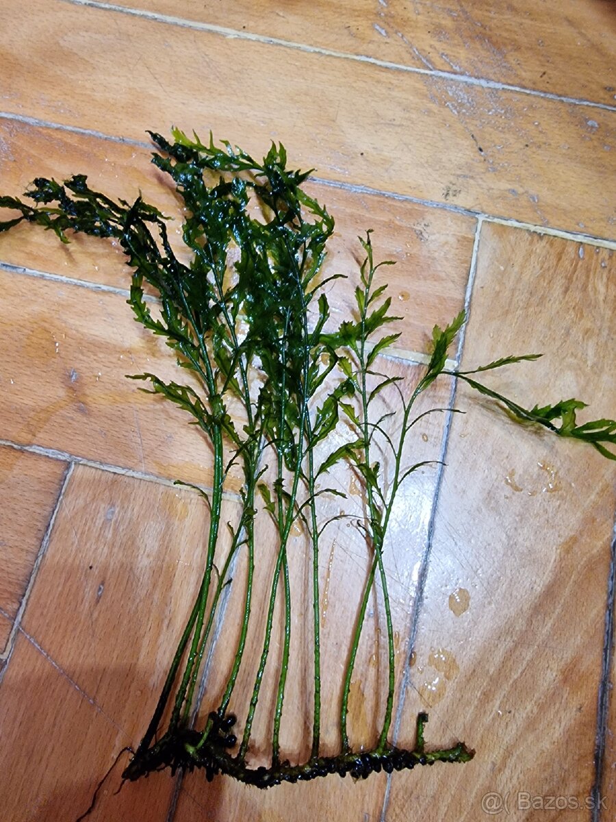 Prestrich rastlin - 2