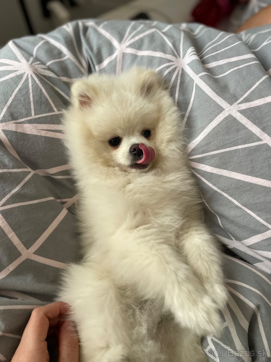 Nemecký špic- pomerian mini - 2