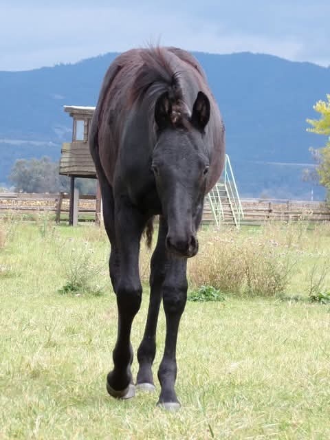 Appaloosa kobylka - 2