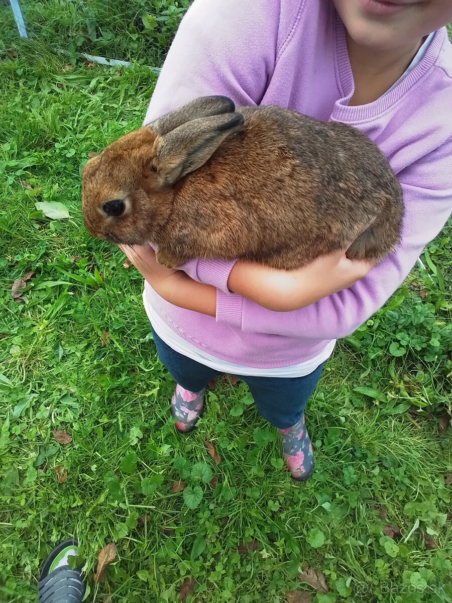 Zakrslé králiky - 2