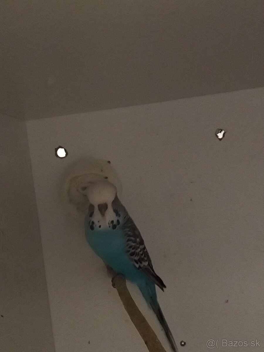 Výstavné andulky - pár - 2