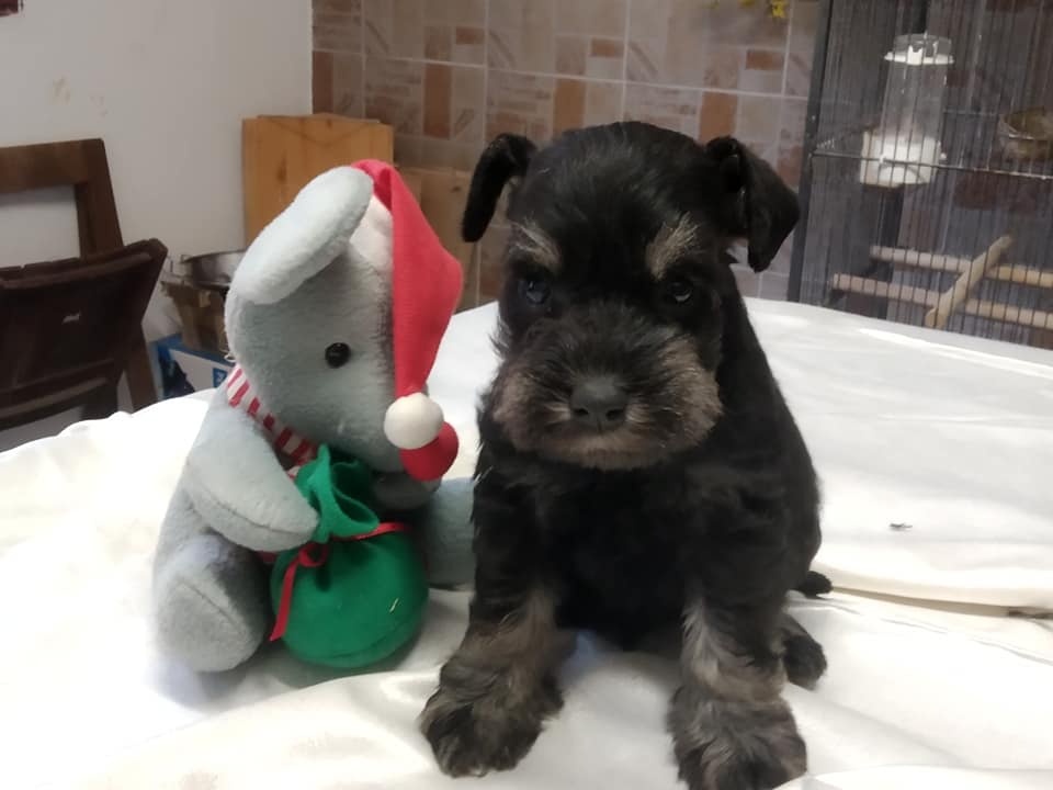 bradáč malý s pp psy - 2