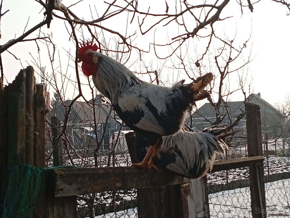 Vlaska strieborna - 2