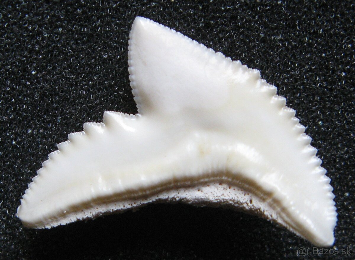 Zub - žralok tygří - 2