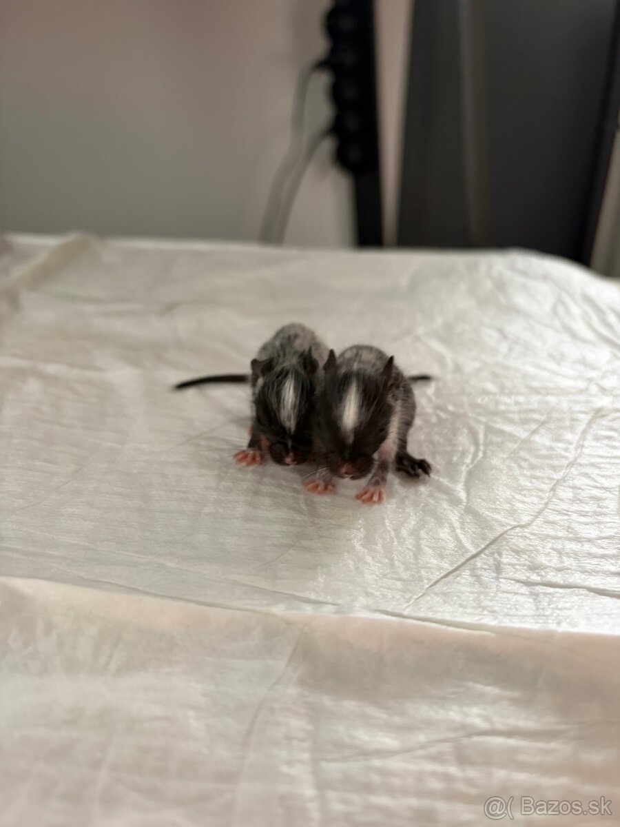 Predám mláďatá osmaka degu🐾 - 2