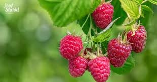 Predám ovocné kríky a stromy. - 2