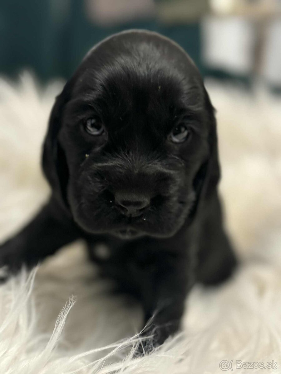 Anglický kokeršpaniel - 2