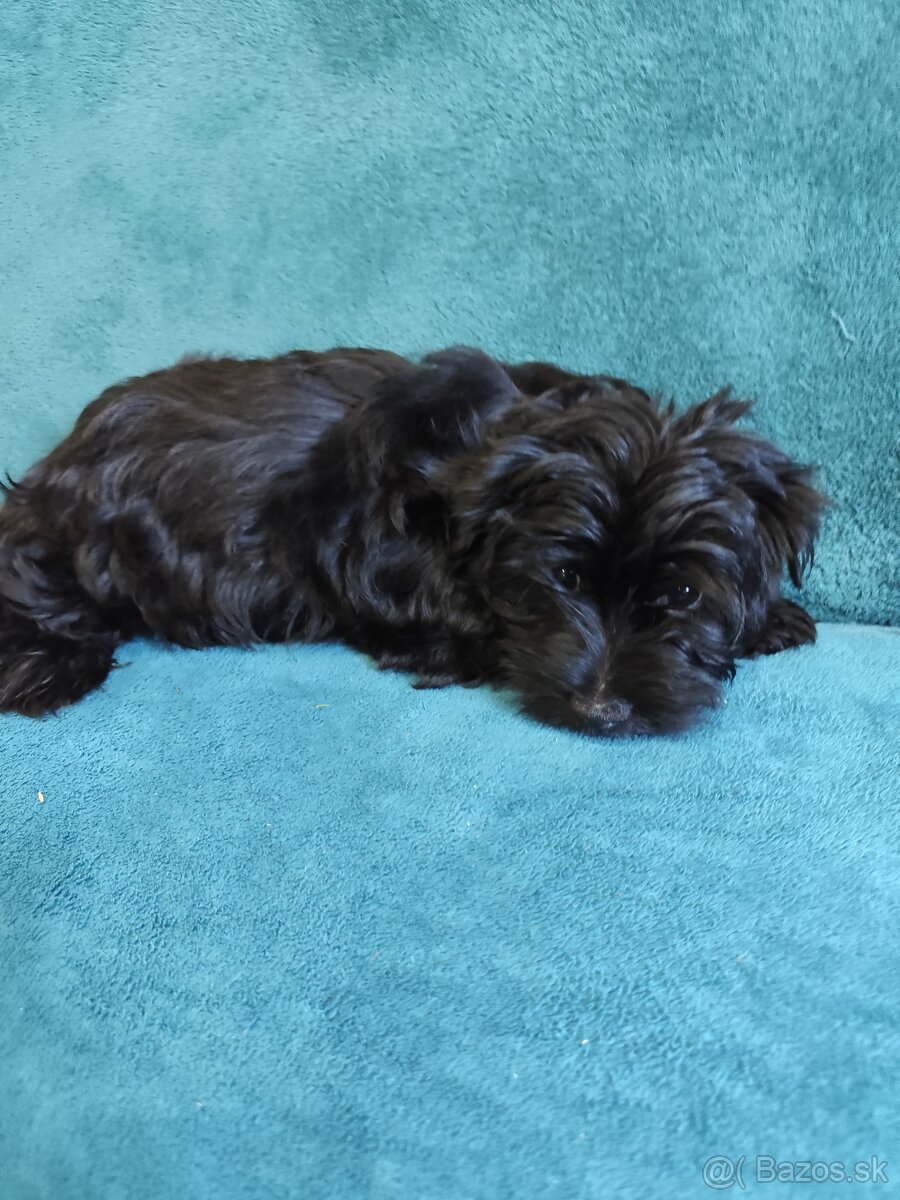 Yorkshirsky terier - 2