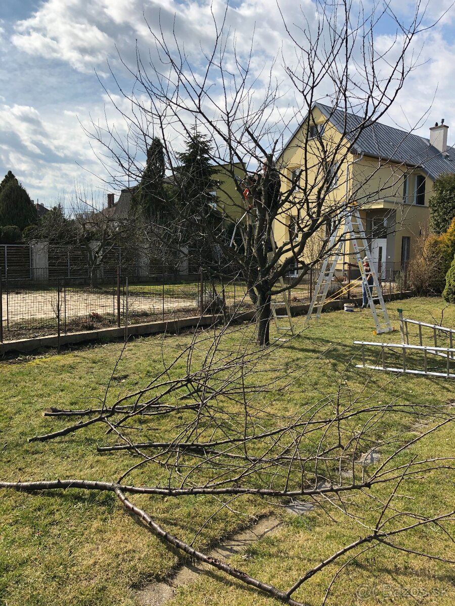 Orez stromov – odborný rez, starostlivosť o trávniky, úprav - 2