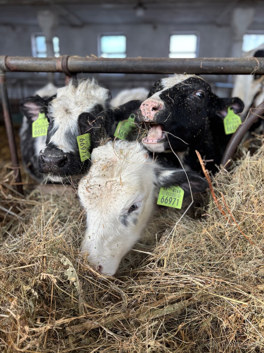 Zoberiem do prenájmu ornú pôdu,TPP - 2