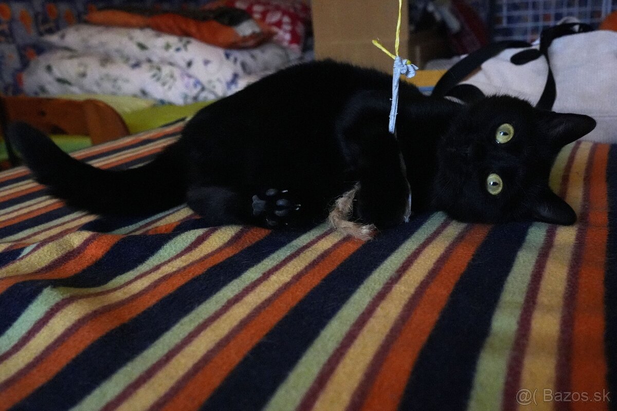 Mladý kocúrik hľadá urgentne domov - 2