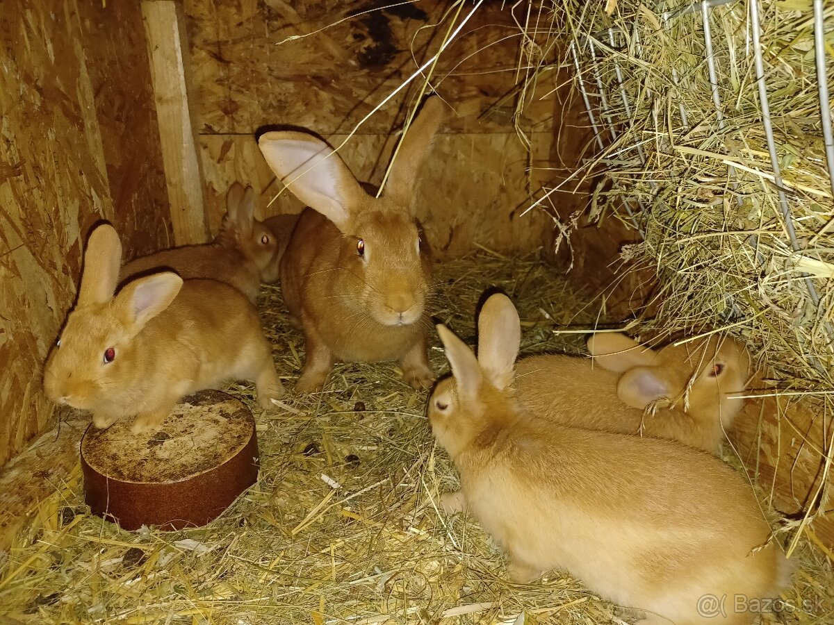 Burgundsky kralik - 2