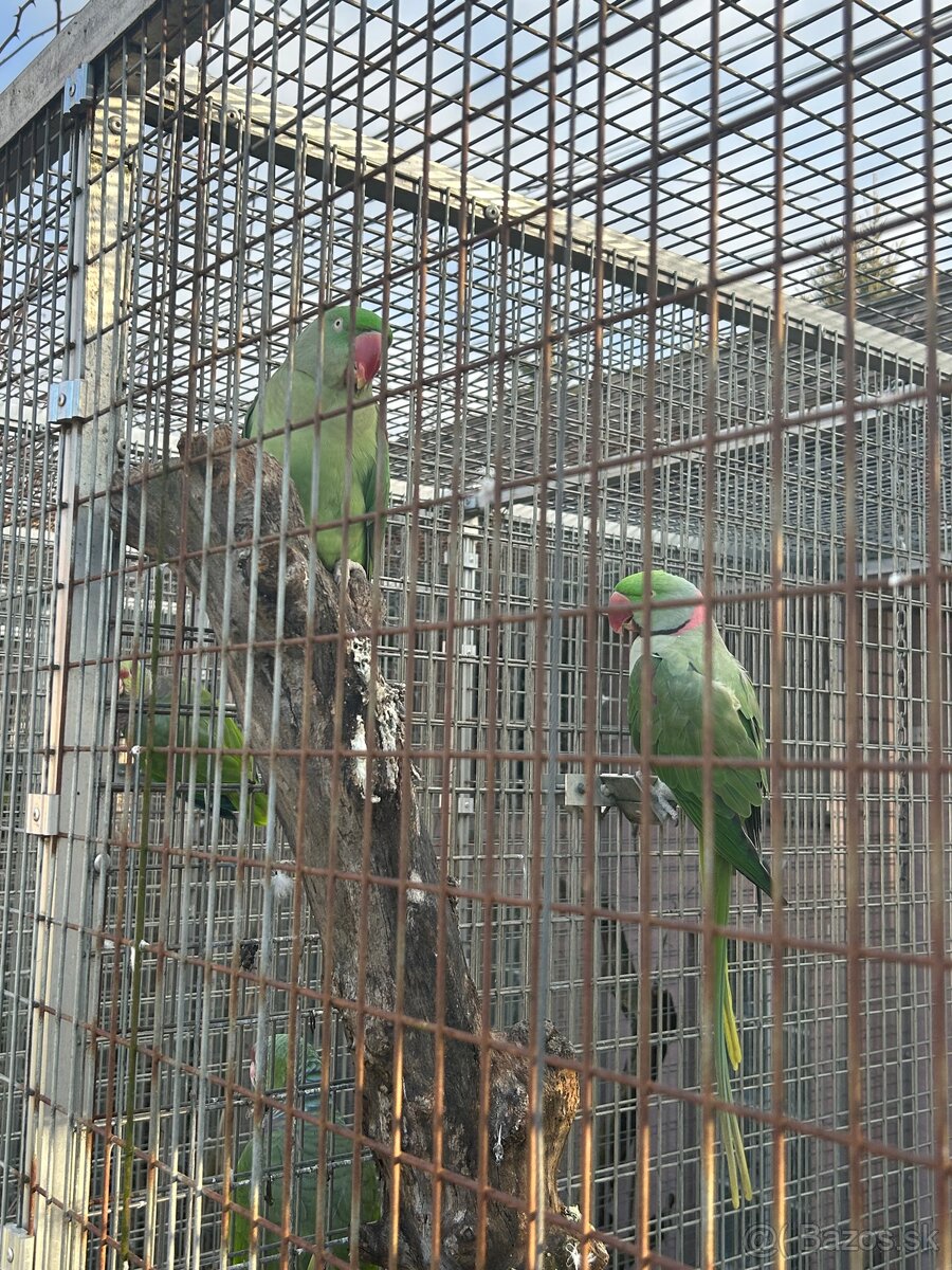 Alexander veľký - 2