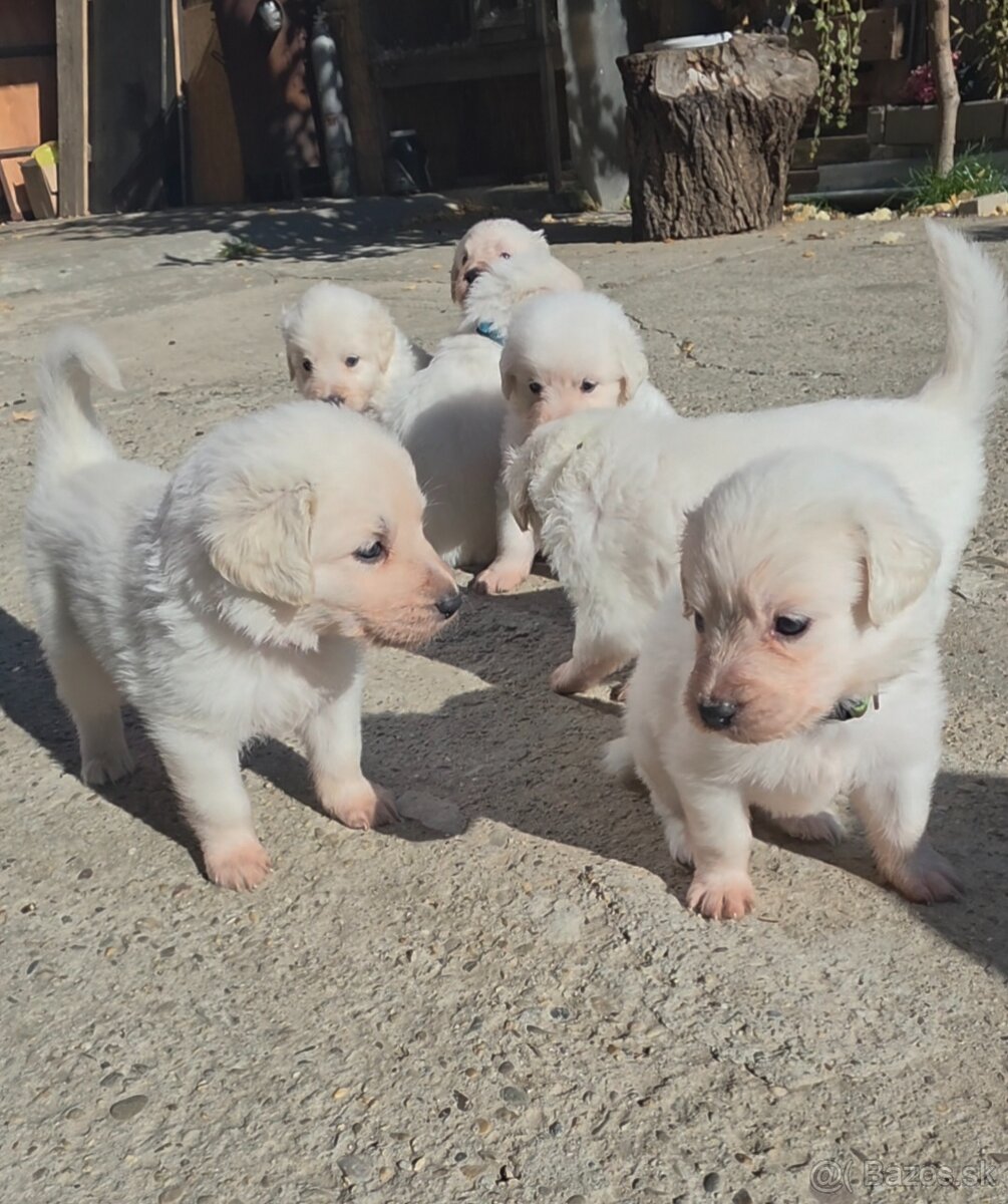 Slovenský čuvač s PP - 2