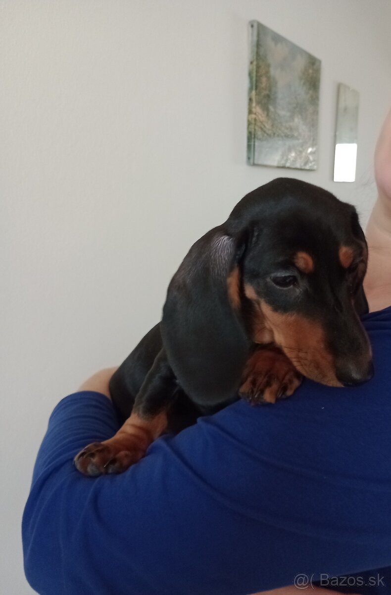 Šteniatko jazvečík krátkosrstý - 2