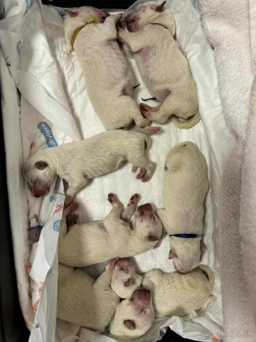 Švajčiarsky ovčiak - 2