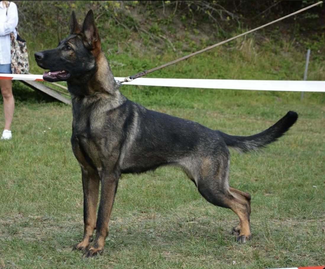 Nemecký ovčiak - 2