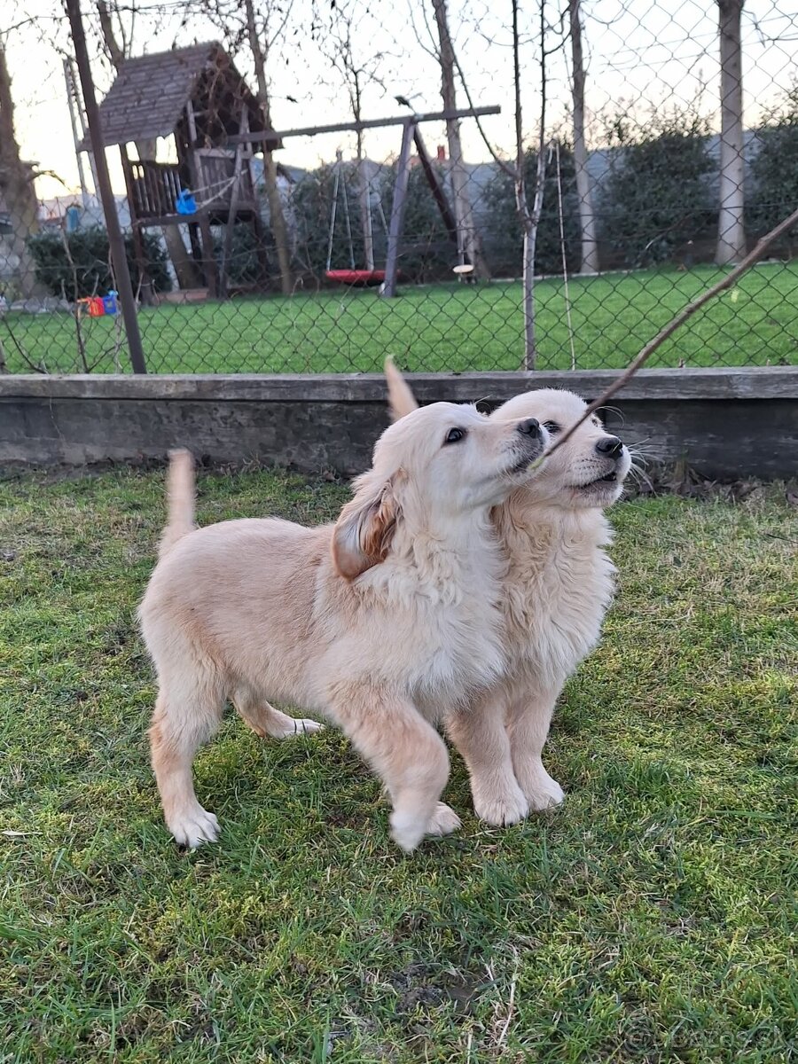 Zlaty retriever - 2