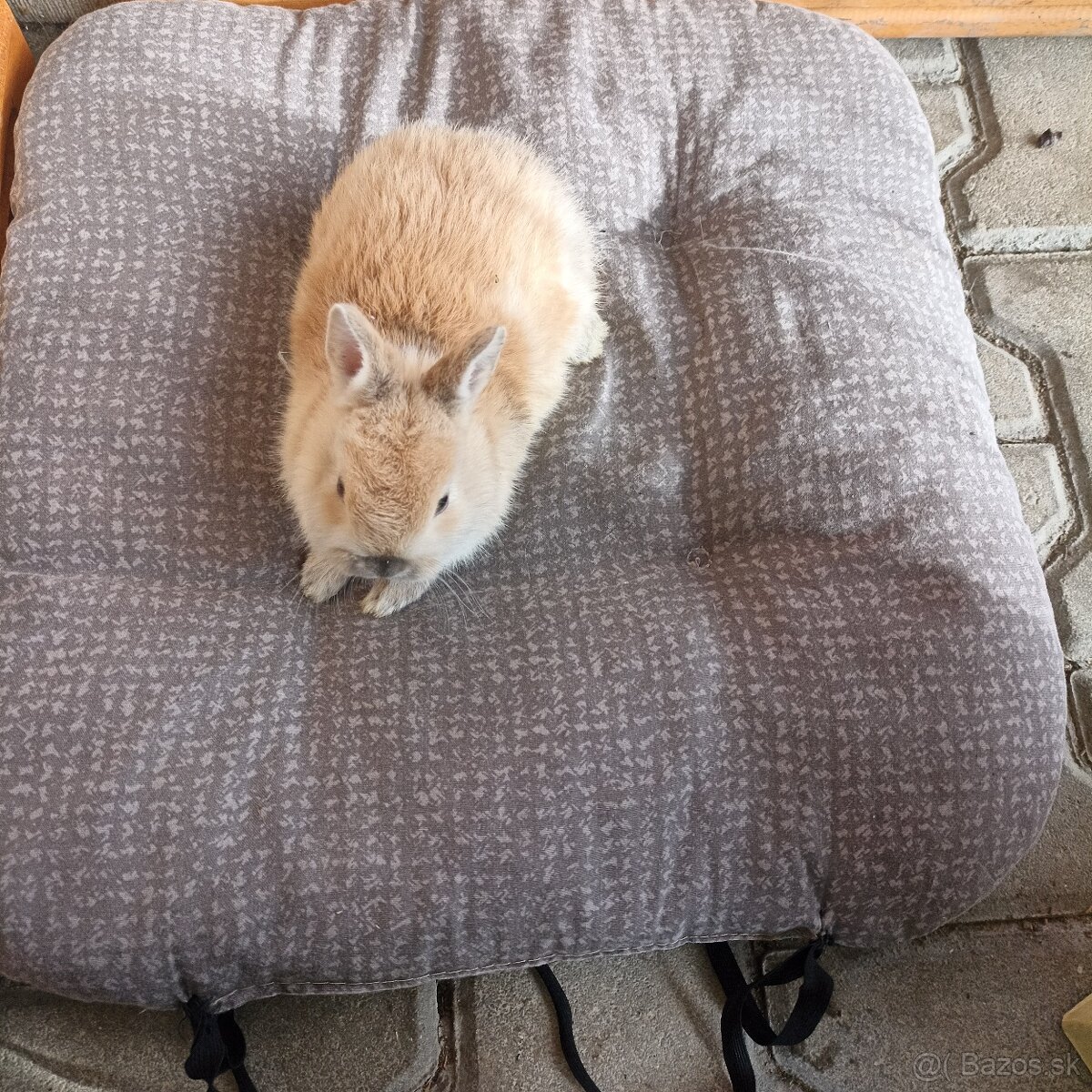 Ponúkame izbové zajačiky - 2